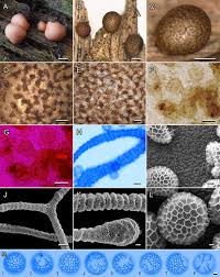 Attēlu rezultāti vaicājumam “Lycogala irregulare”