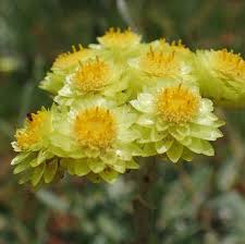 Image result for Helichrysum subulifolium