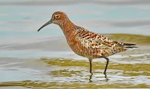 Attēlu rezultāti vaicājumam “Calidris ferruginea”