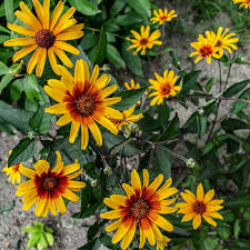 Image result for Heliopsis scabra