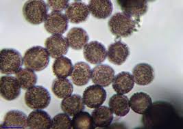 Attēlu rezultāti vaicājumam “Didymium melanospermum macro”