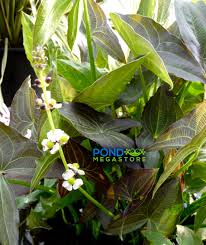 Attēlu rezultāti vaicājumam “Arcyria helvetica stalked”