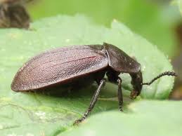 Attēlu rezultāti vaicājumam “Phosphuga atrata”