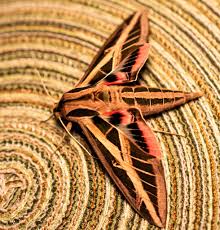 Attēlu rezultāti vaicājumam “Gelechia scotinella”