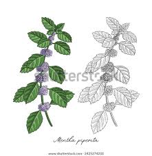 Image result for Mentha piperita