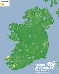 Attēlu rezultāti vaicājumam “Physarum nitens”
