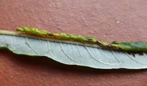 Attēlu rezultāti vaicājumam “Rabdophaga salicis”