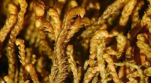 Attēlu rezultāti vaicājumam “Lophozia laxa macro”