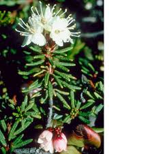 Attēlu rezultāti vaicājumam “Ledum palustre flower”
