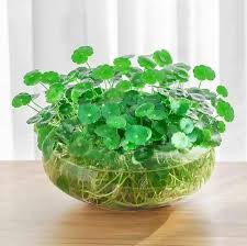 「銅錢草」的圖片搜尋結果