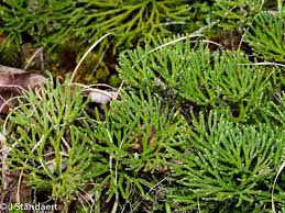 Attēlu rezultāti vaicājumam “Diphasiastrum tristachyum”