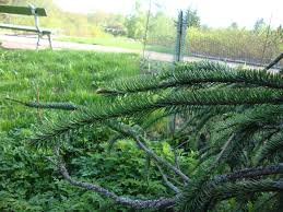 Attēlu rezultāti vaicājumam “Picea abies fo. virgata”