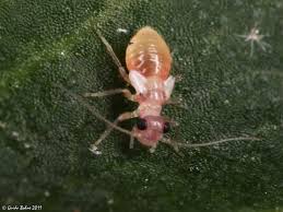 Attēlu rezultāti vaicājumam “Psocoptera”