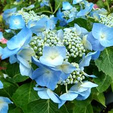 Attēlu rezultāti vaicājumam “Hydrangea”