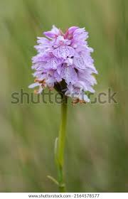 Attēlu rezultāti vaicājumam “Dactylorhiza fuchsii”