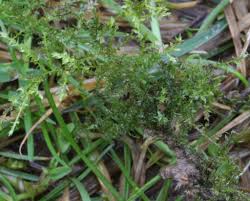 Attēlu rezultāti vaicājumam “Eurhynchium hians”