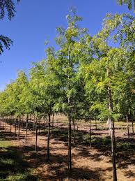 Attēlu rezultāti vaicājumam “Gleditsia triacanthos”