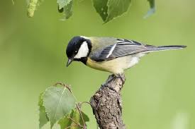 Attēlu rezultāti vaicājumam “Parus major male”