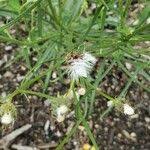 Attēlu rezultāti vaicājumam “Crepis tectorum fruit”