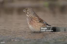 Attēlu rezultāti vaicājumam “Carduelis cannabina”