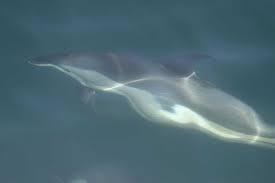 Image result for Leucopleurus acutus