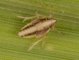 Attēlu rezultāti vaicājumam “Delphacidae”