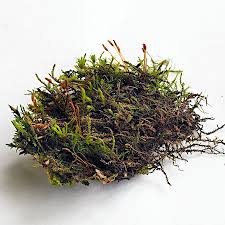 Attēlu rezultāti vaicājumam “Leskea polycarpa”