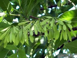 Attēlu rezultāti vaicājumam “Fraxinus pennsylvanica leaf”