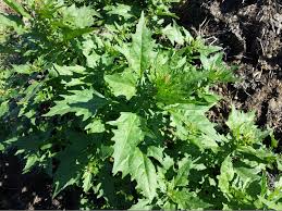 Attēlu rezultāti vaicājumam “Chenopodium rubrum”