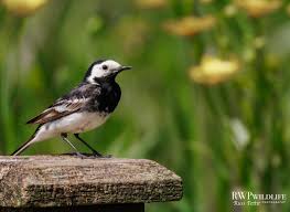 Attēlu rezultāti vaicājumam “Motacilla alba juvenile”