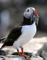 Puffin