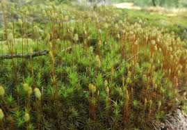 Attēlu rezultāti vaicājumam “Polytrichum strictum”