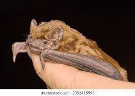 Attēlu rezultāti vaicājumam “Nyctalus noctula”