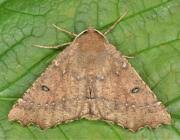 Attēlu rezultāti vaicājumam “Odontopera bidentata”