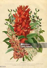 Attēlu rezultāti vaicājumam “Leguminosae”