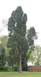 Attēlu rezultāti vaicājumam “Pinus sylvestris var. turfosa”