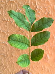 Attēlu rezultāti vaicājumam “Fraxinus pennsylvanica leaf”