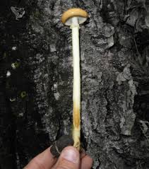 Attēlu rezultāti vaicājumam “Protostropharia alcis”