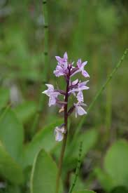 Attēlu rezultāti vaicājumam “Dactylorhiza traunsteineri”