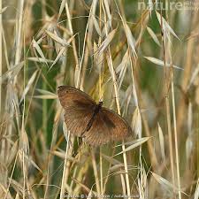 Attēlu rezultāti vaicājumam “Maniola jurtina male”