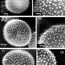 Attēlu rezultāti vaicājumam “Badhamia nitens”