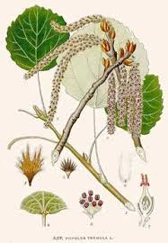 Attēlu rezultāti vaicājumam “Populus tremula”