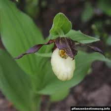 Attēlu rezultāti vaicājumam “Cypripedium calceolus leaf”