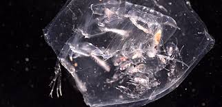 Attēlu rezultāti vaicājumam “Phronia sp.”