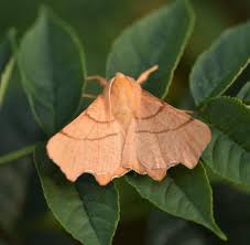 Attēlu rezultāti vaicājumam “Ennomos erosaria”