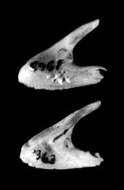 Image result for Sparisoma axillare