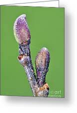 Attēlu rezultāti vaicājumam “Alnus glutinosa bud”