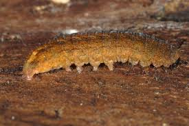 Attēlu rezultāti vaicājumam “Rusina ferruginea”