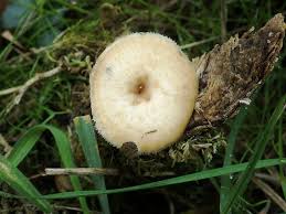 Attēlu rezultāti vaicājumam “Polyporus tuberaster”
