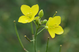 Image result for Diplotaxis tenuifolia